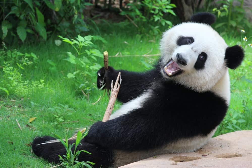 panda at the zoo